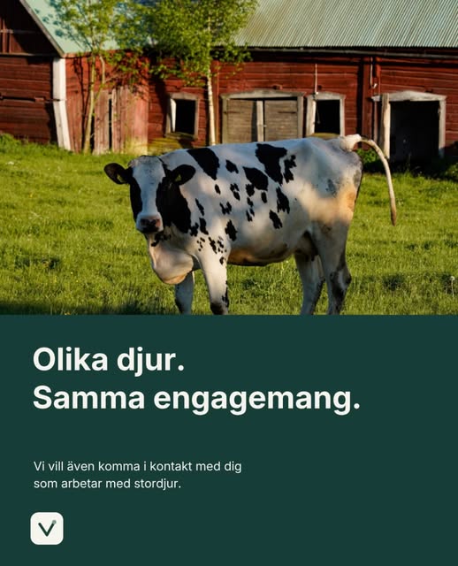 Inlägg från Vetido på Instagram