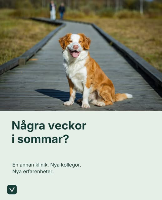 Inlägg från Vetido på Instagram